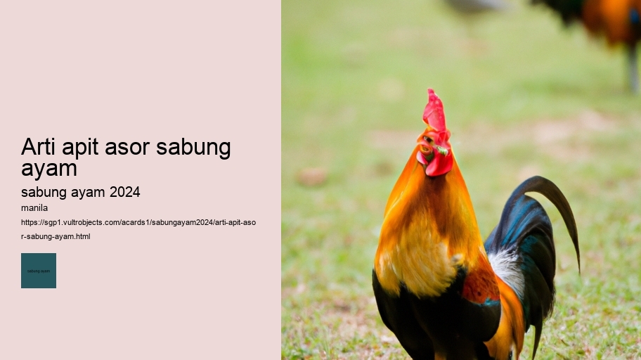 arti apit asor sabung ayam