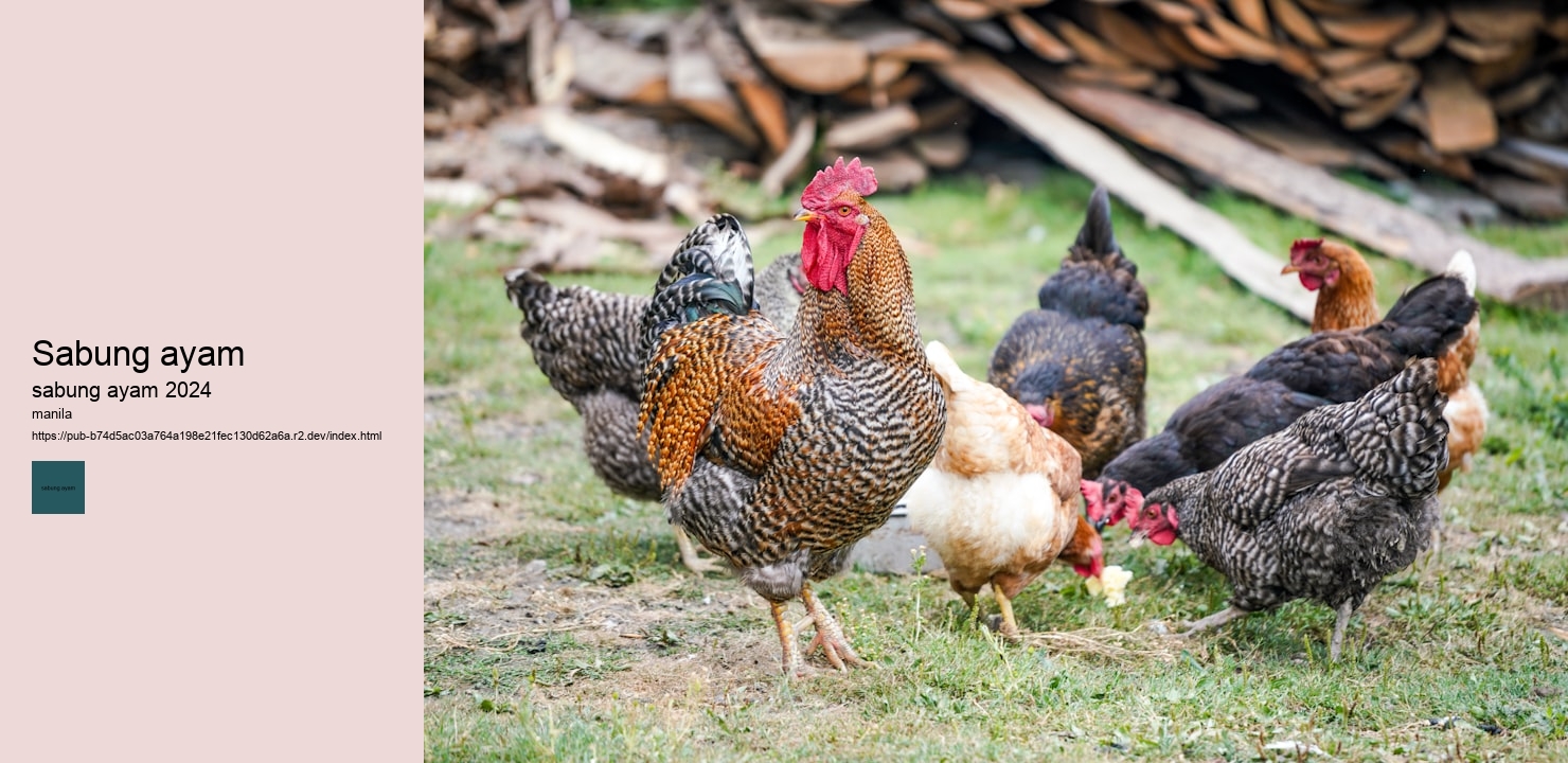 foto lagi sabung ayam