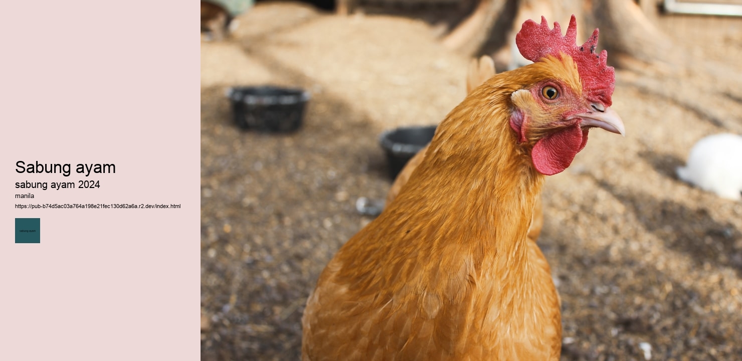 sabung ayam di colomadu