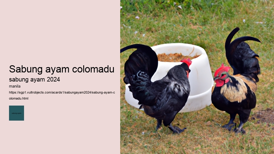 sabung ayam colomadu