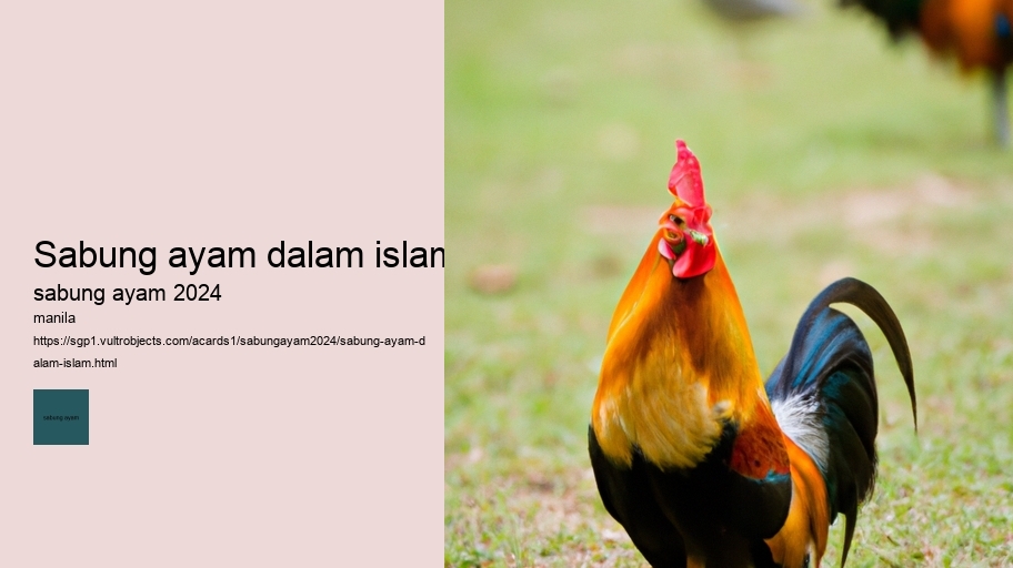 sabung ayam dalam islam