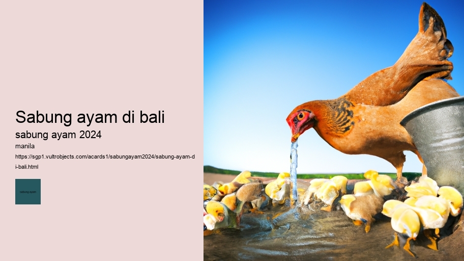 sabung ayam di bali