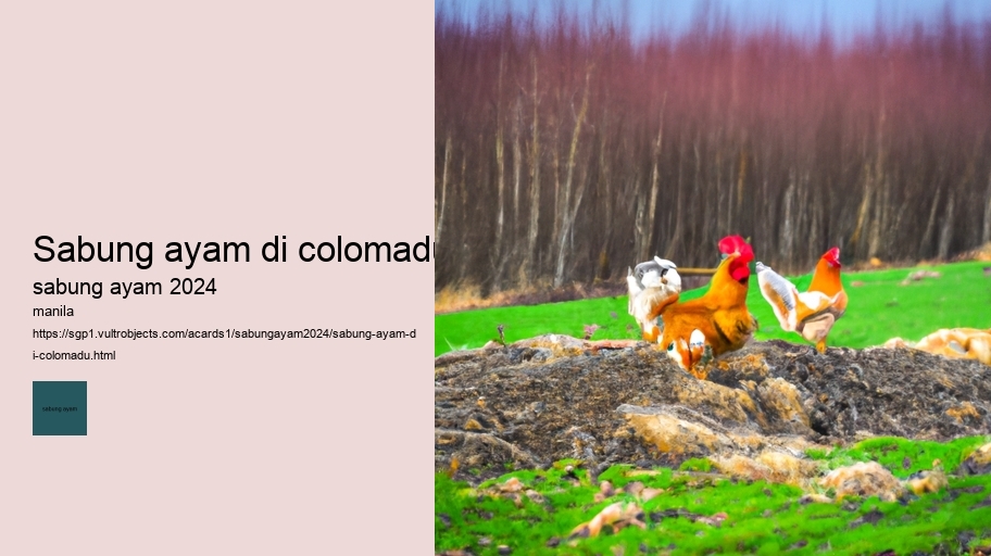 sabung ayam di colomadu