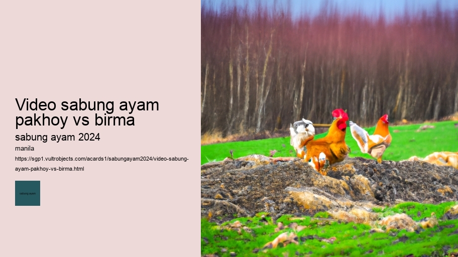 video sabung ayam pakhoy vs birma
