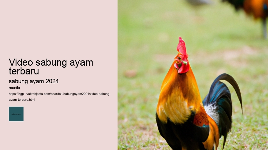 video sabung ayam terbaru
