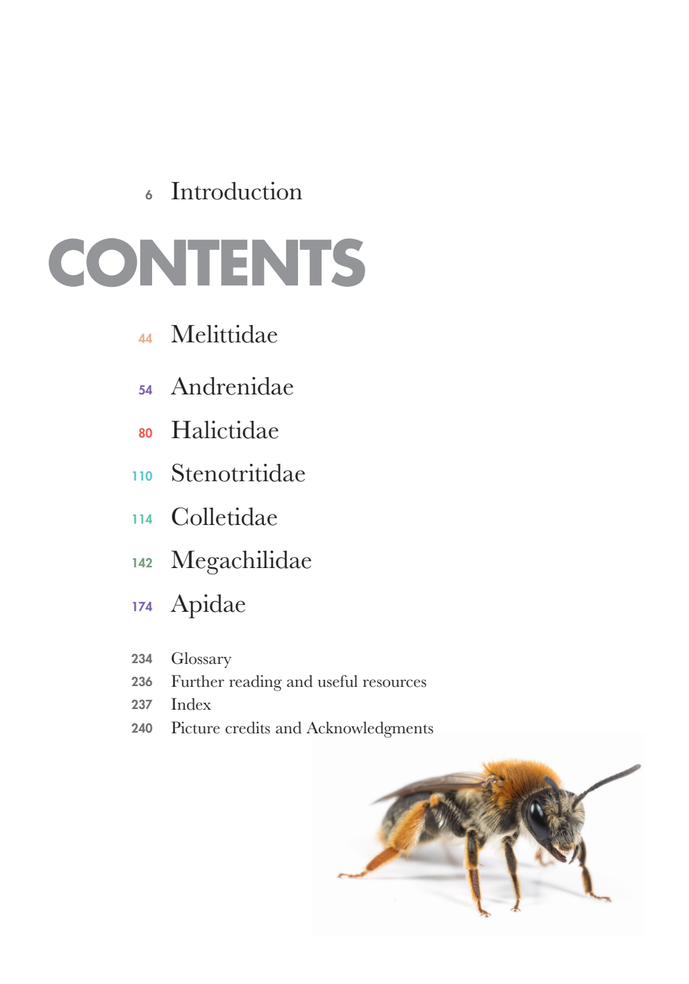 Bees%20of%20the%20World_006.png