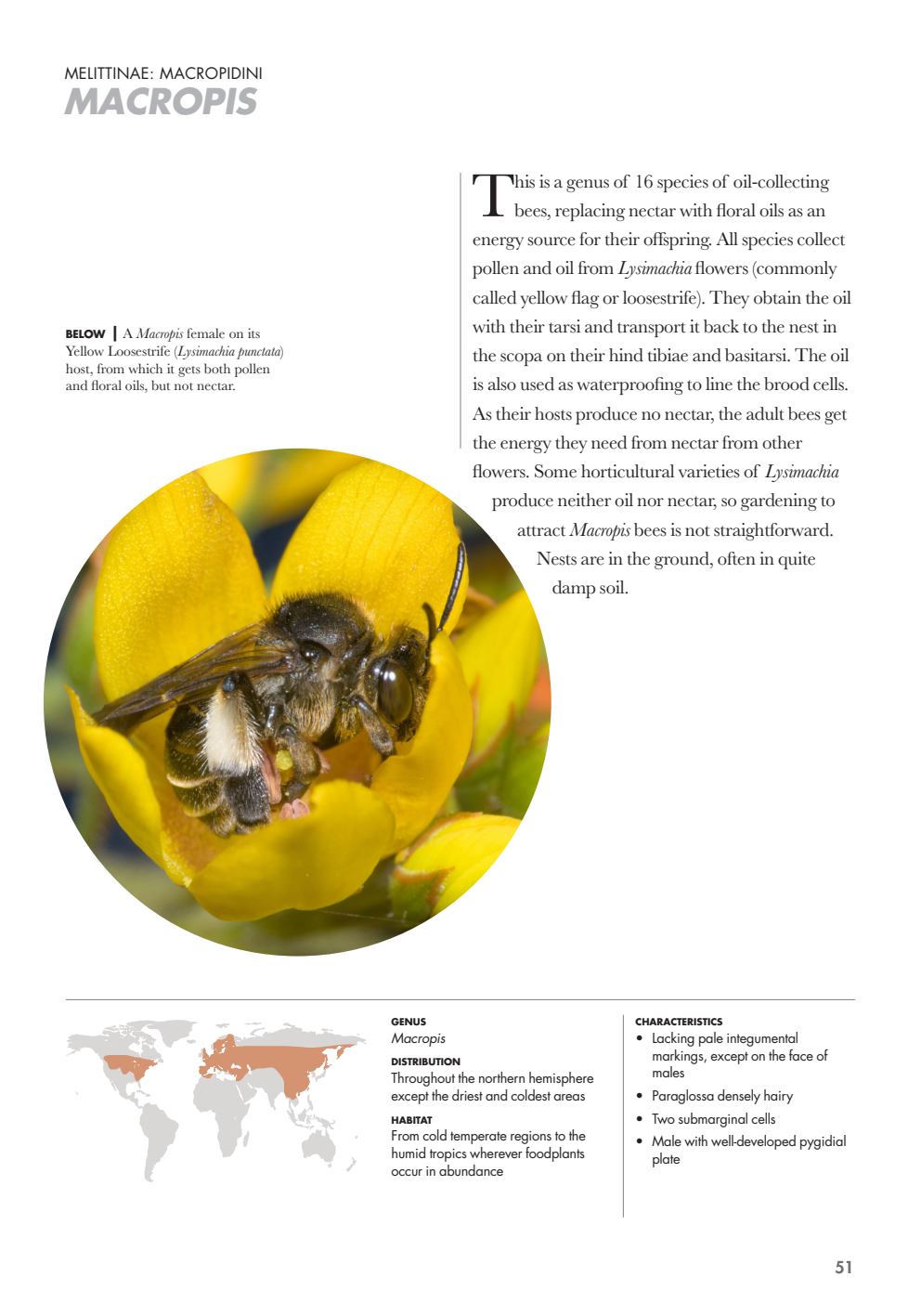 Bees%20of%20the%20World_052.png