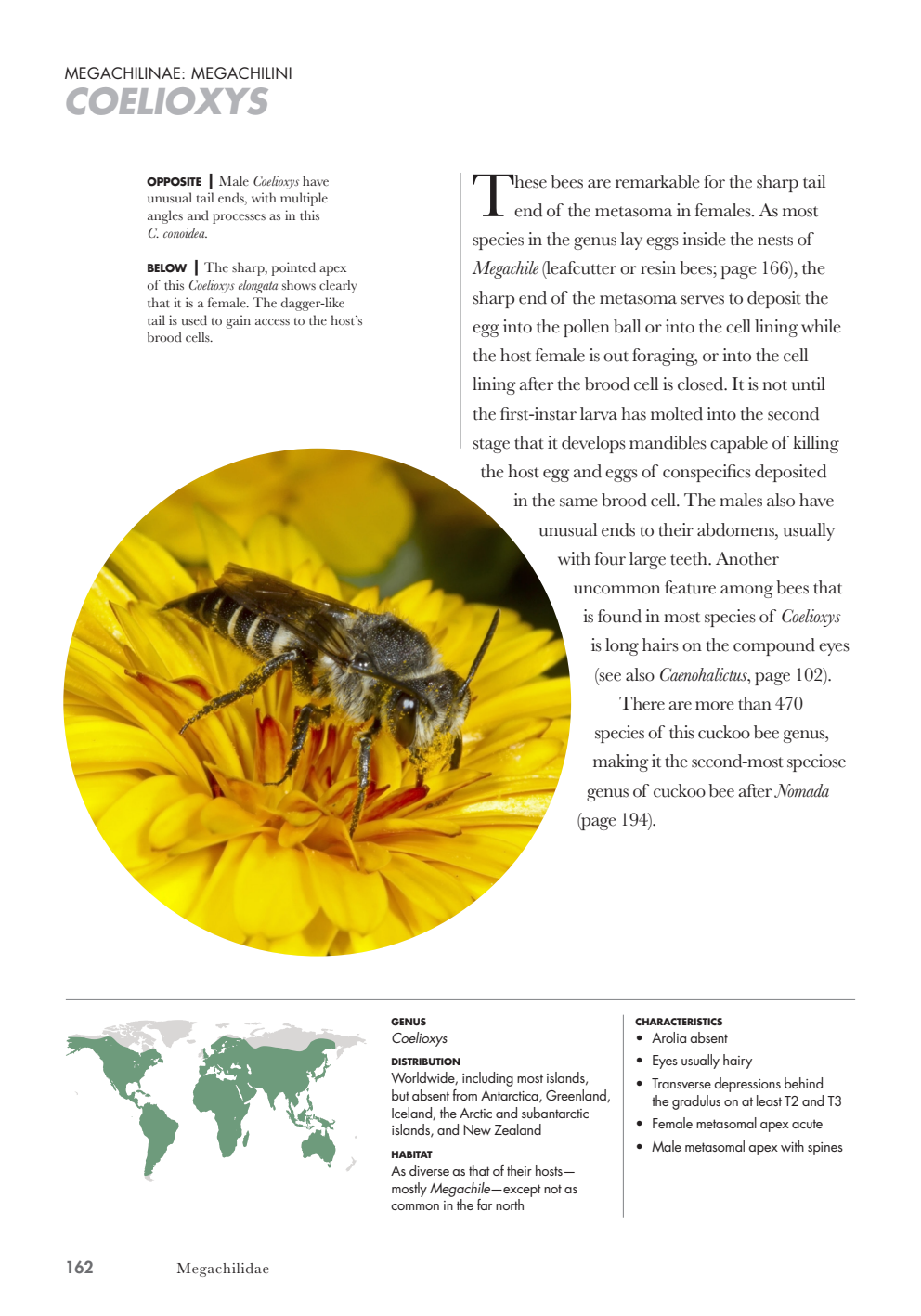 Bees%20of%20the%20World_163.png