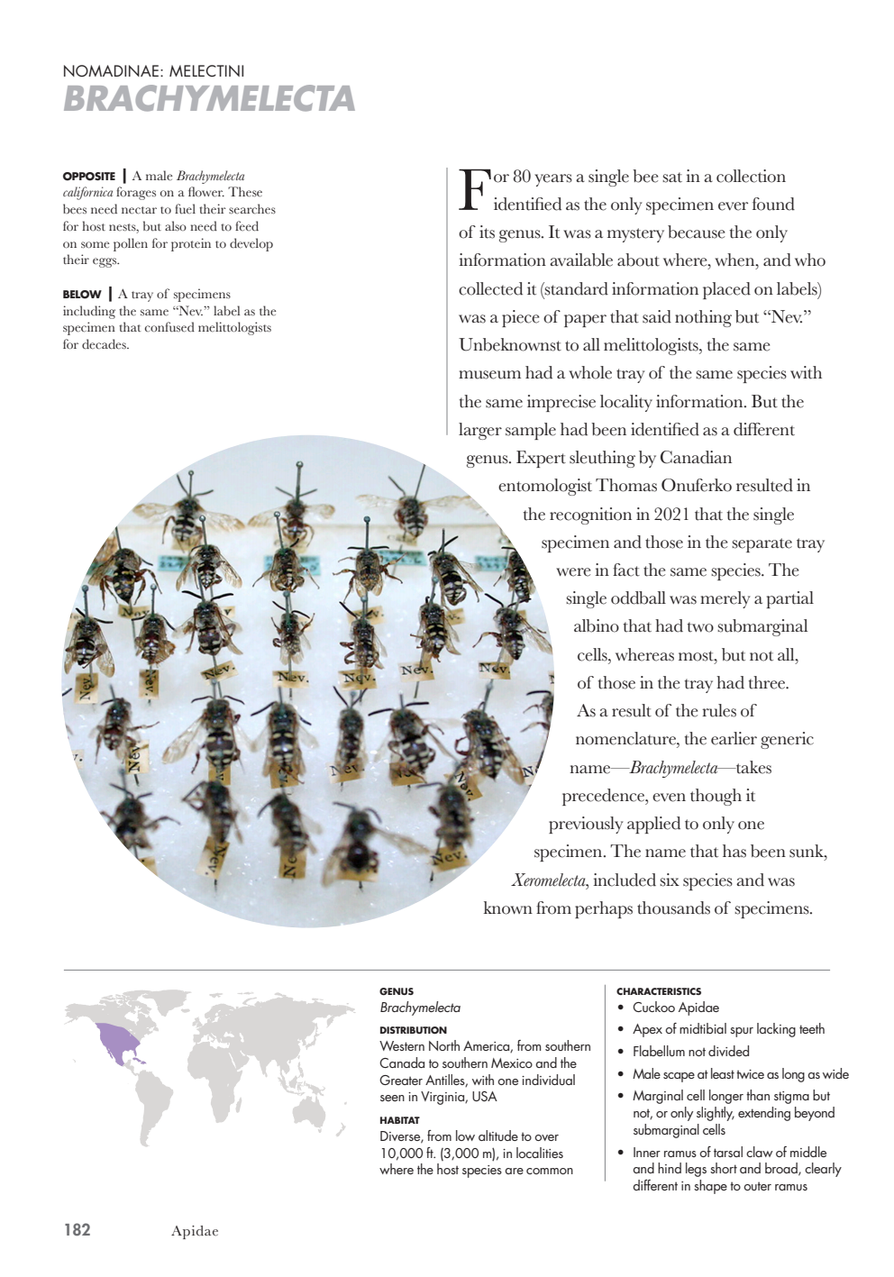 Bees%20of%20the%20World_183.png