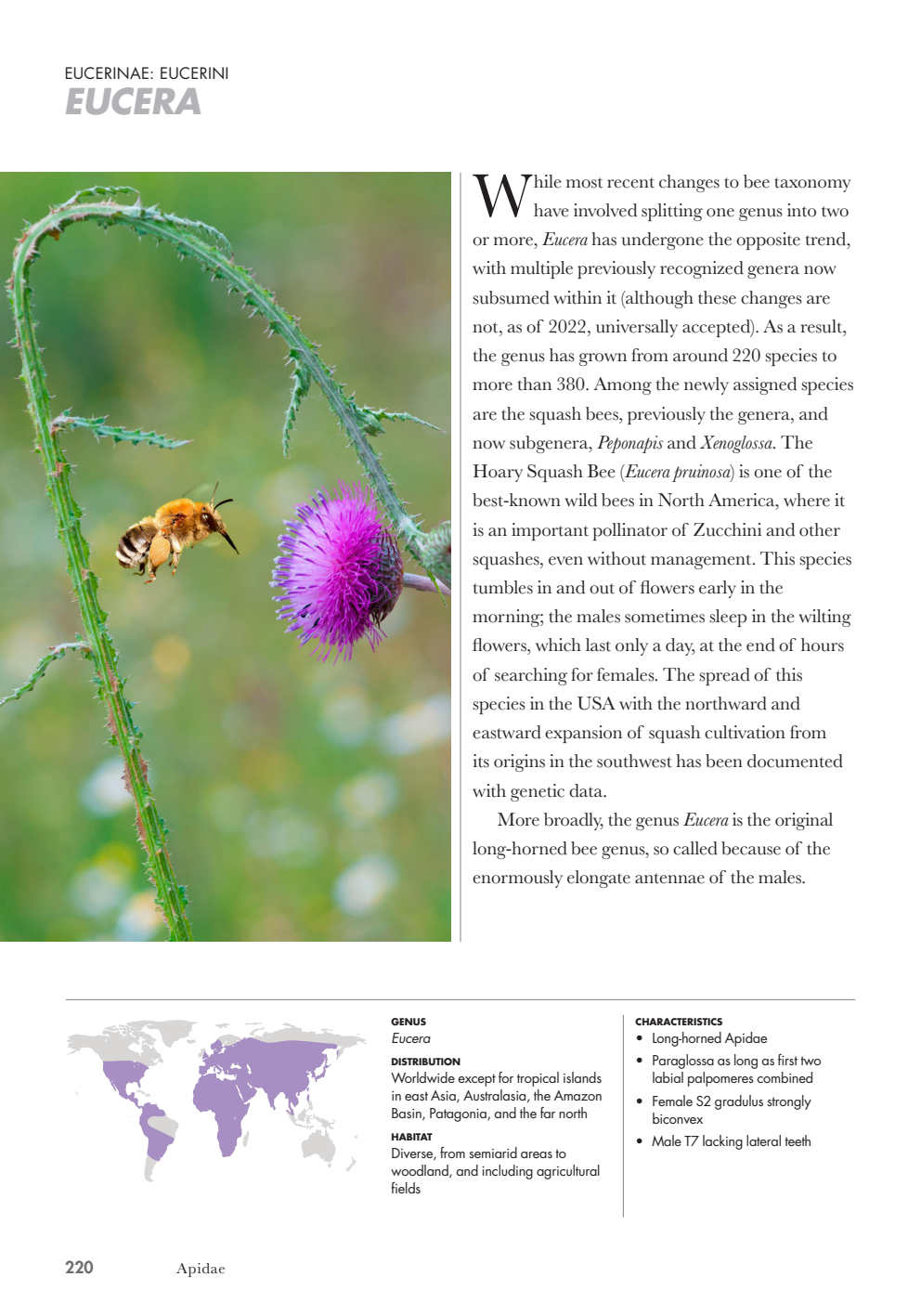 Bees%20of%20the%20World_221.png