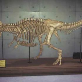 在庫わずか！博物館、化石コンプ*73個＋星座家具三つ任意＋金鉱石60)無言購入不可 | あつまれ どうぶつの森(あつ森)のアイテム、RMTの販売・買取一覧