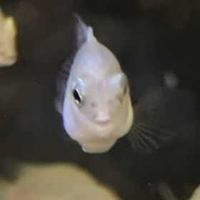 レジェンズ代行✨️業界対応ナンバーワン✨️ | ドラゴンボールレジェンズの代行、RMTの販売・買取一覧