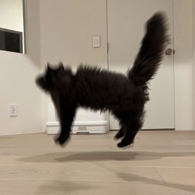 ポケ森 コンプリート😸激安★通貨や限定アイテムの全般🎉好評発売中🎆 | ポケ森(どうぶつの森ポケットキャンプ)のベル、RMTの販売・買取一覧