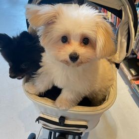 ヴァロラント代行 | VALORANT(ヴァロラント)の代行、RMTの販売・買取一覧