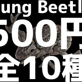 RARE SUPPORT フンコロガシ全10種11/15更新 | ARK Survival Evolvedのアカウントデータ、RMTの販売・買取一覧