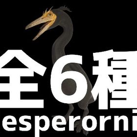 RARE SUPPORT へスペロルニス全6種11/19更新 | ARK Survival Evolvedのアカウントデータ、RMTの販売・買取一覧