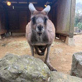 division戦 本人確認済み👍 評価100 | eFootball 2025(イーフト)のアカウントデータ、RMTの販売・買取一覧