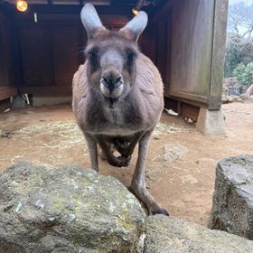 Div戦代行 本人確認済み👍評価100以上 | eFootball 2025(イーフト)の代行、RMTの販売・買取一覧