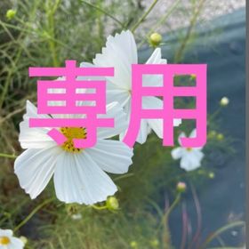 マキシミリアノ様専用 | ポケコロツイン(ポケツイ)のアカウントデータ、RMTの販売・買取一覧