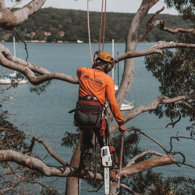 Tree Removal Eastern Suburbs