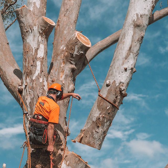 Tree Removal Eastern Suburbs Sydney