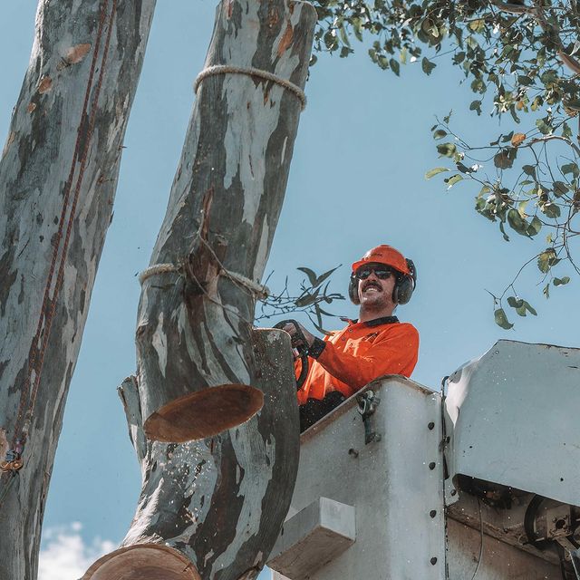 Eastern Suburbs Tree Services