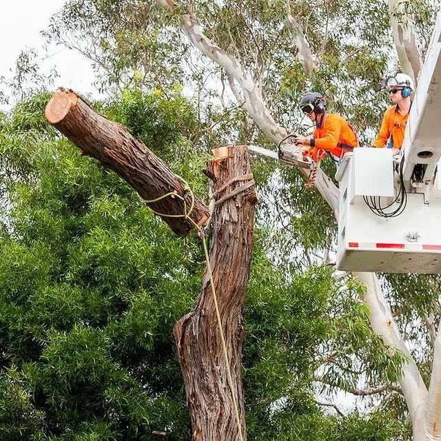 Eastern Suburbs Tree Removal