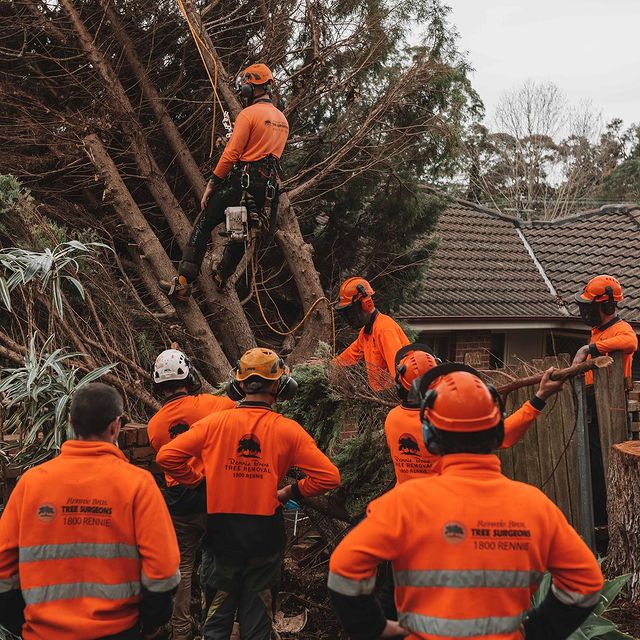 Arborist Inner West