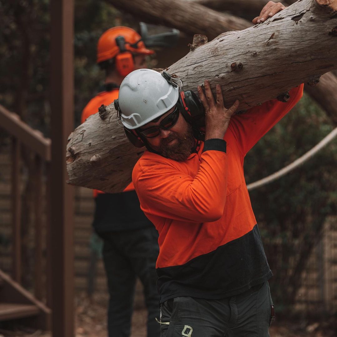 Arborist Inner West