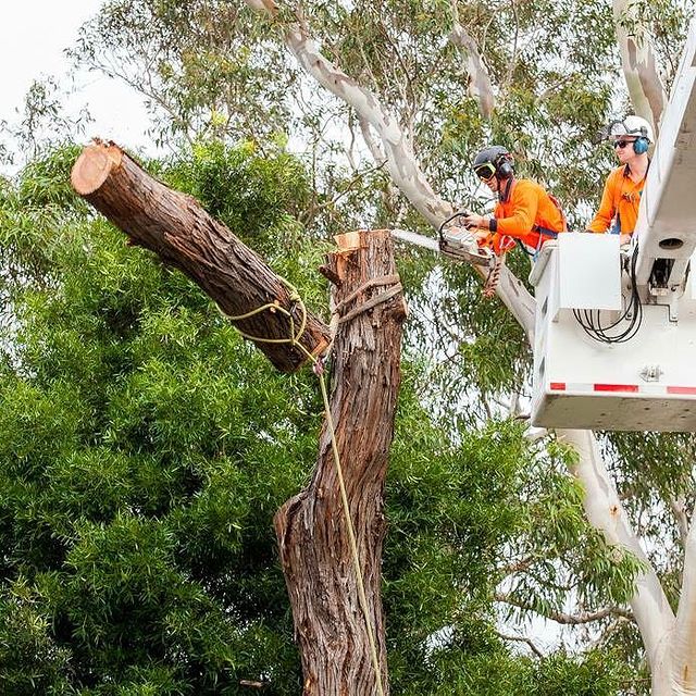 Inner West Stump Grinding