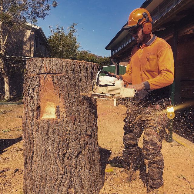 Inner West Tree Removal