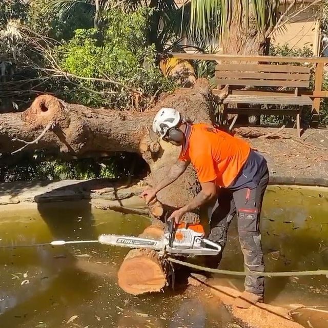 Tree Removal Inner West Sydney