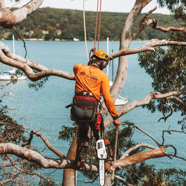 Inner West Tree Removal