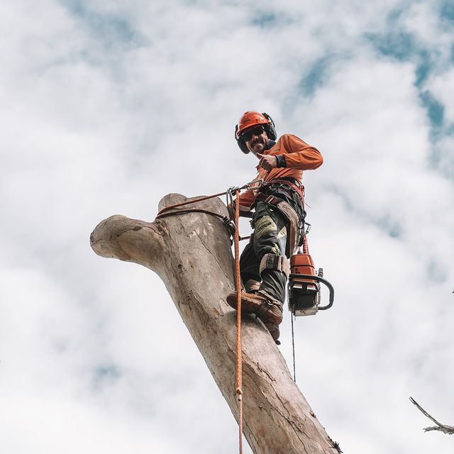 Tree Pruning Inner West