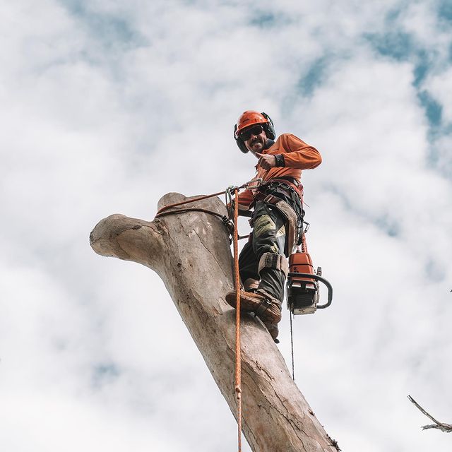 Inner West Stump Grinding