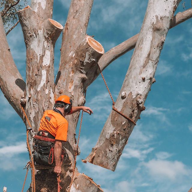 Tree Removal Inner West