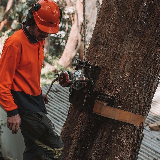 Inner West Tree Removal