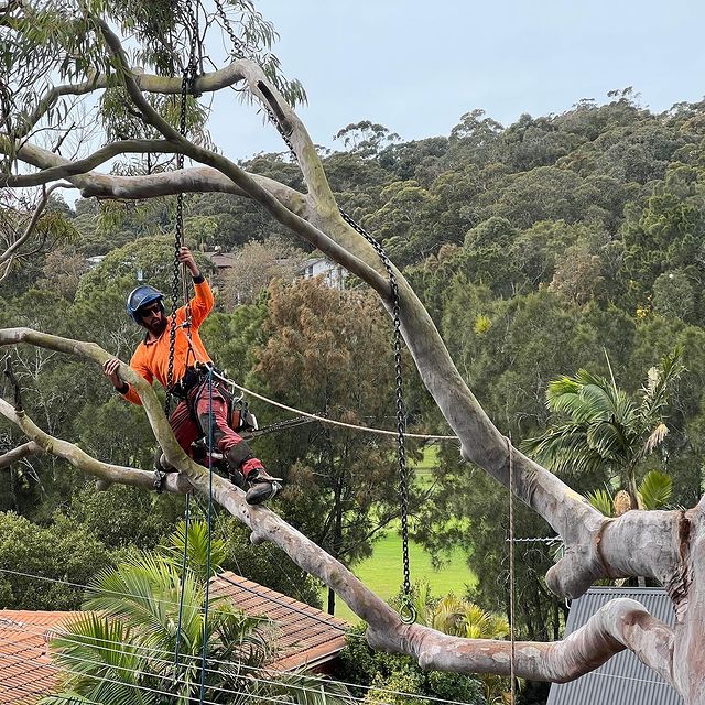 Arborist Inner West