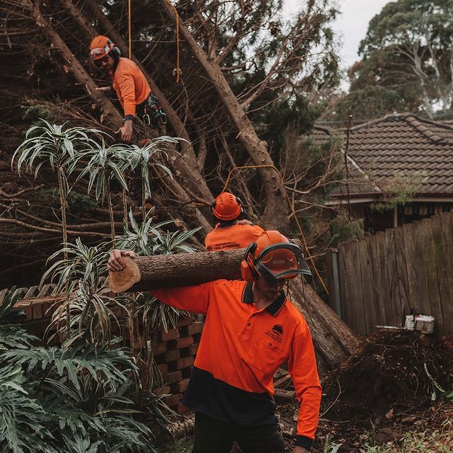 Inner West Stump Grinding