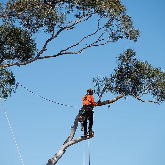 Inner West Stump Grinding