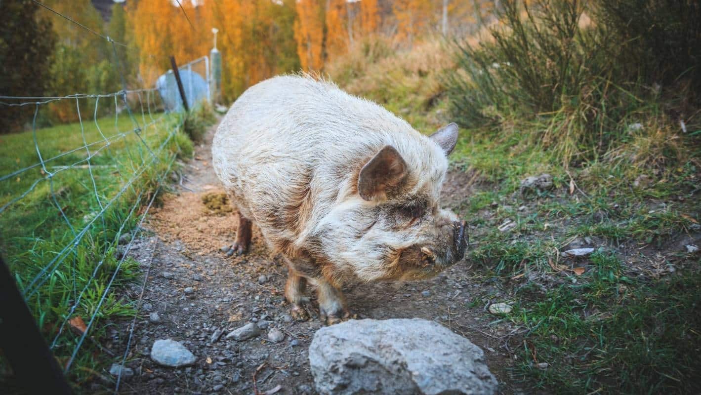 Angelica the pig is the unofficial, official mascot of Two Paddocks.