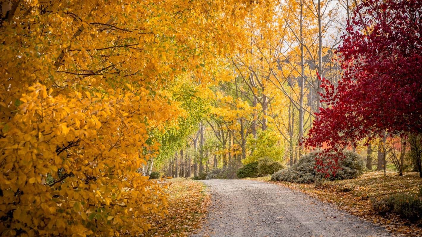 Autumn is the best time of year to visit Two Paddocks in Central Otago.