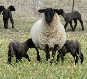28 lambs