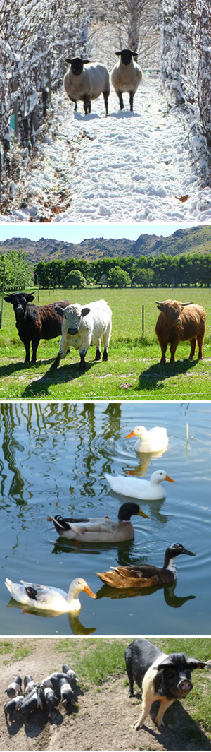 Animals