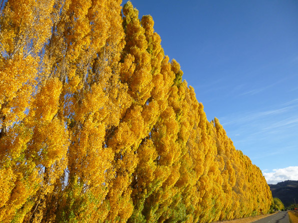Redbank Autumn