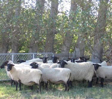 Sheep