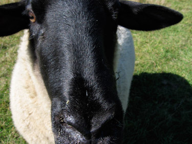 Baa Baa