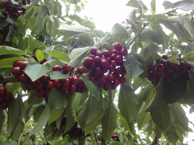 Cherries