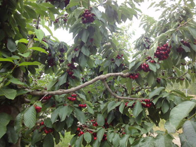 Cherries