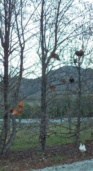 Tree chickens